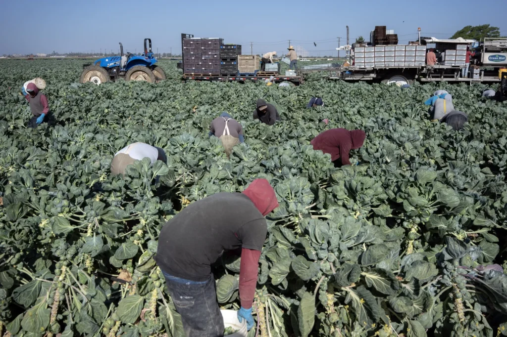 Immigration Crackdowns on Farmworkers