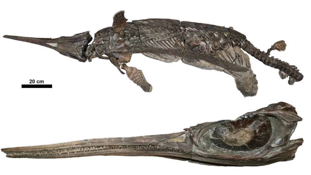 Physical Features of Xiphodracon goldencapensis