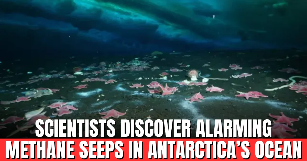Scientists Discover Alarming Methane Seeps in Antarctica’s Ocean
